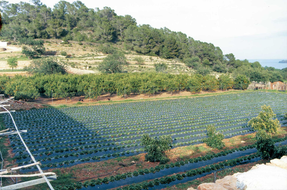 Geografia. Sector primari. Algunes explotacions agràries utilitzen tècniques modernes per produir nous productes: cultius de taronges i maduixots as Pou des Lleó. Foto: Josep Antoni Prats Serra.