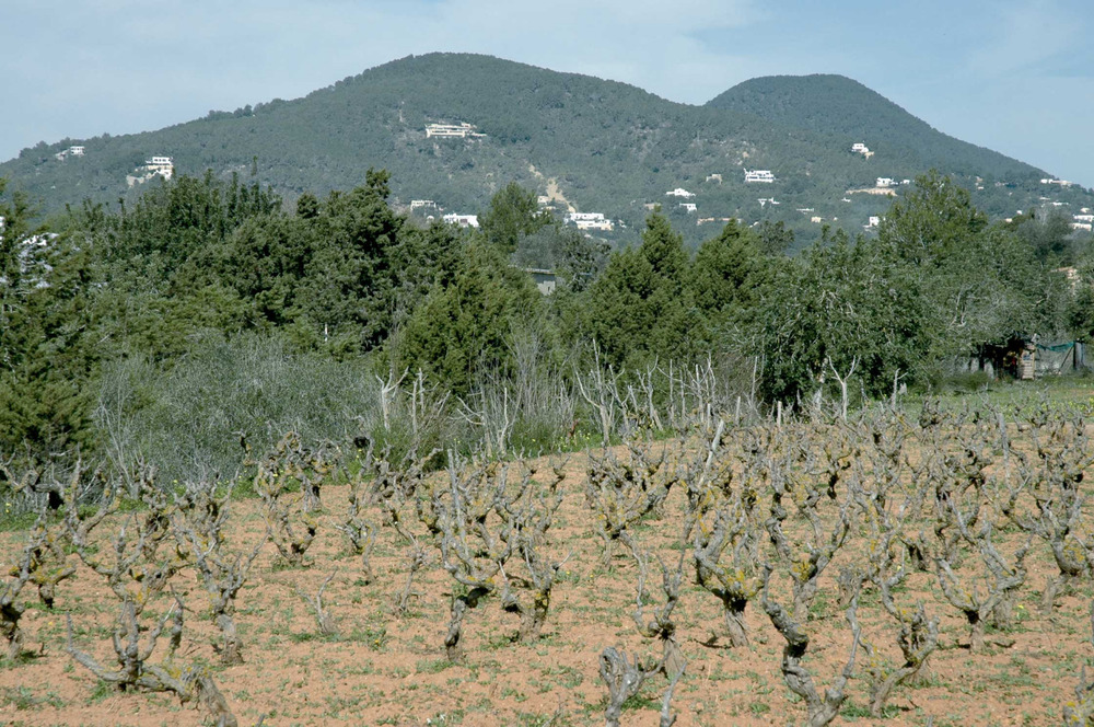 Municipi de Sant Josep de sa Talaia. Cultiu de vinya a Sant Jordi de ses Salines. Foto: Chus Adamuz.