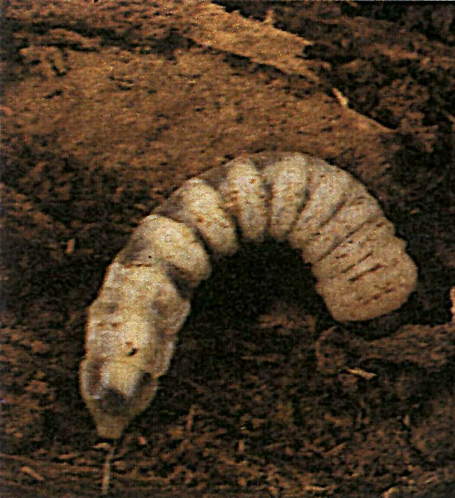 Un cuc de les bigues, larva de coleòpter. Foto: cortesia de la <em>Història Natural dels Països Catalans</em>.