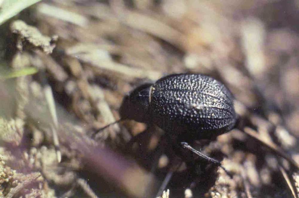 Un escarabat fura (<em>Pimelia elevata</em>). Foto: Guillem Alomar Canyelles.