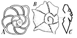 Dues espècies de globotruncanes de l´Aaquenià eivissenc: a) espècie de conquilla llisa; b) espècie de conquilla espinosa; c) secció.