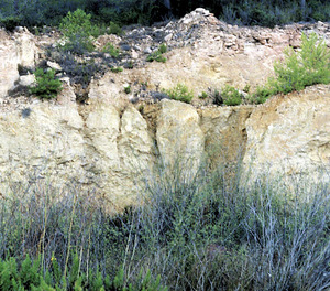 Ammobaculites. Abunden a la pedrera de margues ocres del cretaci mitjà i inferior, que hi ha a l´O del puig d´en Pelleu. Foto: Bartomeu Escandell Prats.