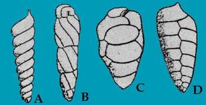 Bolivinopsis. A, <em>Terebralina</em>; B,<em> Turrillina</em>; C, <em>Bulimina</em>; D, <em>Bolivina</em>.