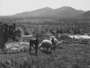 Etnografia i cultura popular. Paisatge agrari, exemple de l´agricultura de subsistència que han practicat els eivissencs. Foto: cortesia de la família "Soldat".