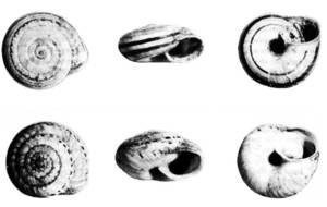 Fauna. <em>Trochoidea ebusitana</em>, procedent el primer del camp de Jesús i l´altre de l´illa de Tagomago. Extret de Veröffentlichungen aus dem Übersee-Museum Bremen, 1978.