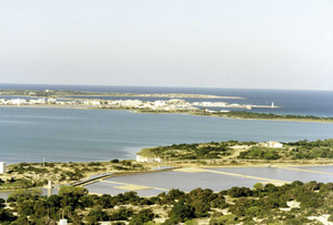 L´estany dels Flamencs, nom amb què també es designava l´estany Pudent de Formentera. Foto Pins.