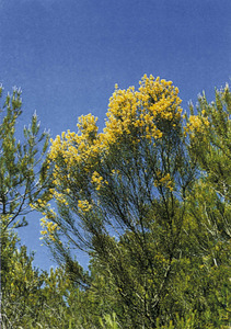 La <em>Genista dorycnifolia</em>, descrita a Eivissa per Pius Font i Quer. Foto: extret de <em>Nova aportació al coneixement de les plantes d´Eivissa i Formentera</em>.