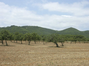 La serra des Forn Nou separa els municipis de Sant Joan de Labritja i Sant Antoni de Portmany. Foto: EEiF.