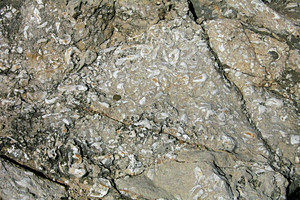 Mahteronia. Els rudistes eren molt comuns als esculls del cretaci inferior, com es pot observar a les restes fòssils de les calcàries del penyal de s´Àguila. Foto: Xavier Guasch Ribas.