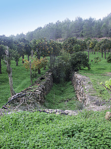 Inici del torrent d´en Miquelet, a la vénda de Cas Serres, Santa Gertrudis. Foto: Felip Cirer Costa.