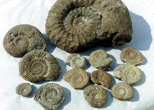 Ammonits trobats a la punta Grossa, en un tram de falses bretxes que pertany a l´oxfordià. Col·lecció de J. Marí. Foto: Bartomeu Escandell Prats.