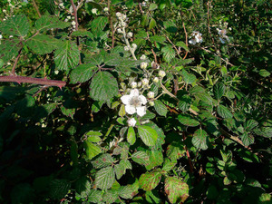 Braser (<em>Rubus ulmifolius</em>). Foto: Guillem Puget Acebo.