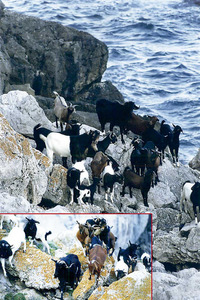 Cabres als penyals des Vedrà. Foto: Joan A. Riera / <em>Diario de Ibiza</em>.