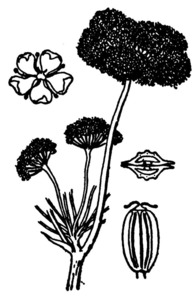 Dibuix d´una canyaferla, planta herbàcia perenne de la família de les apiàcies. Cortesia del <em>DCVB</em>.