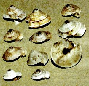 Caragols. Diversos exemplars de <em>Trochoidea</em>. Foto: Neus Torres Roig.