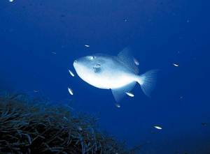 El peix anomenat castanyola. Foto: Rainer Klingner.