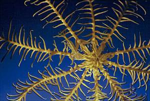 Una clavellina, animal marí de la família dels antedònids. Foto: Rainer Klingner.