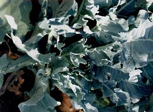 La col és una planta comestible de la família de les crucíferes. Foto: Cristòfol Guerau d´Arellano Vilanova.