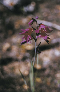 Flor d´una espadella (<em>Gladiolus ilyricus</em>). Foto: Guillem Puget Acebo.