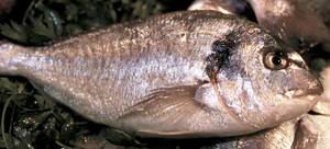 Una orada, espècie de la fauna de les aigües pitiüses. Foto: Vicent Marí.l