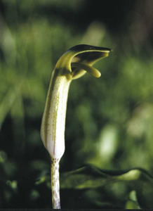 Inflorescència de l´espècie <em>Arisarum vulgare</em>, popularment coneguda com gallet. Foto: Guillem Puget Acebo.