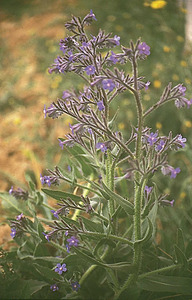 La planta llengua bovina, <em>Anchusa azurea</em>, molt utilitzada també en la medicina popular com a cicatritzant. Foto: Xavier Guasch Ribas.