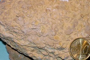 La llentia és un fòssil foraminífer, conegut amb aquest nom per la seua forma lenticular. Foto: Xavier Guasch Ribas.