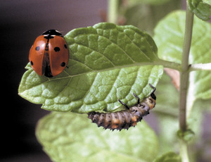 Adult i larva d´una marieta (<em>Coccinella septempunctata</em>). Foto: David Carrera Bonet.