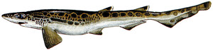 Una moixina (<em>Galeus melastomus</em>), peix de la família dels esciliorínids, freqüent a les aigües mediterrànies. Dibuix: Juan A. Moreno / <em>Història Natural dels Països Catalans.</em>