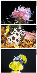 Diversos exemplars dels gasteròpodes nudibranquis: de dalt a baix, <em>Flabellina affinis</em>, <em>Discodoris atromaculata</em> i <em>Hypselodoris villafranca</em>. Fotos: Rainer Klingner.