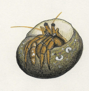 Dibuix d´una pada (<em>Clibanarius erythropus</em>). Aquest cranc ermità també es coneix amb el nom de bernat. Dibuix: Núria Valverde Costa.