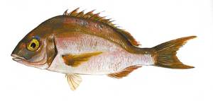 Un pagell, peix de la família dels espàrids. Extret de <em>Peixos de les Illes Balears</em>.