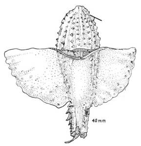El mol·lusc gasteròpode papallona de mar, en un dibuix de Núria Valverde Costa.