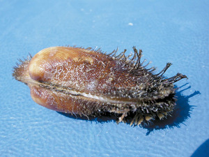 El mol·lusc bivalve peu de cabrit (<em>Arca noae</em>). Foto: Rainer Klingner.
