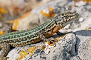 Sargantana. <em>Podarcis pityusensis pityusensis</em> (Eivissa). Foto: Jordi Serapio Riera.