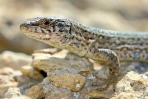Sargantana. <em>Podarcis pityusensis espalmadoris</em> (s´Espalmador). Foto: Jordi Serapio Riera.