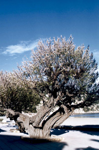 Exemplar de <em>Tamarix africana</em> a la cala de Sant Vicent; aquest arbre de la família de les tamaricàcies creix en sòls salins. Foto: Guillem Puget Acebo.