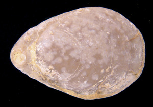 <em>Cyrtothyris middlemissi</em>, braquiòpode terebratúlid del barremià trobat a ses Roques Altes.