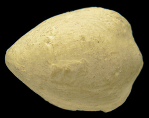 <em>Tropeothris islarensis</em>, exemplar de terebràtula recollit per Y. Rangheard a la serra d´en Ramon, Sant Josep de sa Talaia, dipositat al British Museum.