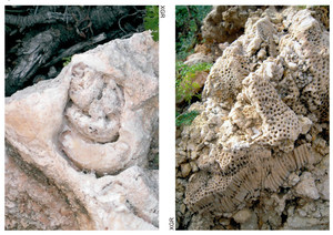 Tortonià. A l´esquerra, gasteròpode fòssil; a la dreta, coralls fòssils. Ambdós a la cala d´en Serra. Fotos: Xavier Guasch Ribas.