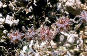 Un exemplar de trèvol estrellat (<em>Trifolium stellatum</em>). Foto: Guillem Puget Acebo.