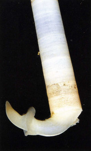 Un ullal, animal de simetria bilateral amb peu excavador, envoltat per una closca de color blanc lletós. Foto: Lluís Dantart / <em>Història Natural dels Països Catalans</em>.