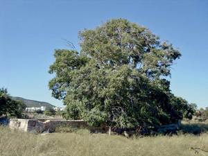Un lledoner a ca n´Andreuet (entre cas Serres i ca les Ànimes). És un arbre de la família de les ulmàcies. Foto: Guillem Puget Acebo.