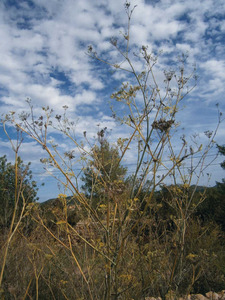 El fonoll és una planta de la família de les umbel·líferes. Foto: EEiF.