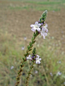 Detall d´una berbena (<em>Verbena officinalis</em>), planta de la família de les verbenàcies. Foto: David Carrera Bonet.