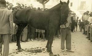 Cavall participant en el concurs d´animals de preu que els anys cinquanta del s. XX organitzava la Caixa de Pensions.