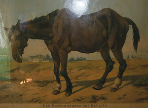 Una làmina de començament del s. XX en la qual es detallen les malalties més freqüents del cavall. Cortesia de la família Verdera Torres.